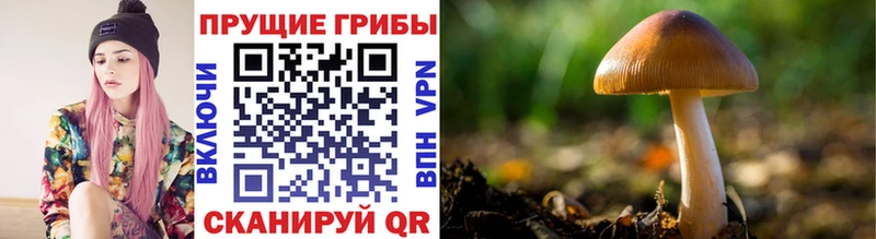 Галлюциногенные грибы прущие грибы  Купить где  Волосово 